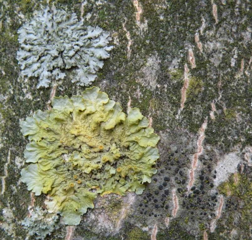 Licheni in un giardino in montagna